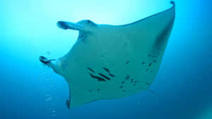 Majestic Manta Ray Underwater Wallpaper