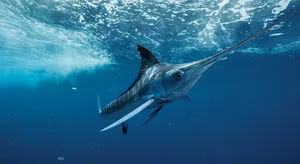 Majestic Marlin Leaping Out Of The Ocean Wallpaper