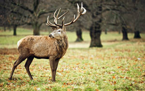 Majestic Monster Buck Searching In A Gloomy Forest Wallpaper