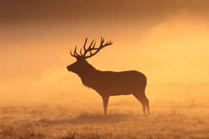 Majestic Moose Silhouetteat Dawn Wallpaper