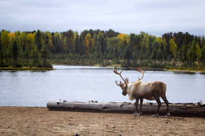 Majestic Mooseby Lake Wallpaper