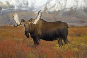 Majestic Moosein Autumn Meadow Wallpaper