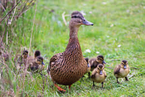 Majestic Mother Duck Leading The Way Wallpaper