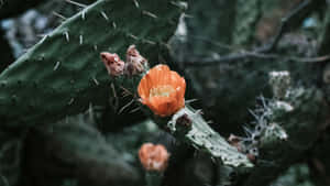 Majestic Pachycereus Cactus Flower In Full Bloom Wallpaper