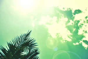Majestic Palm Tree On Glistening Rocky Beach Wallpaper