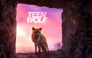 Majestic Pink Wolf Staring Into The Distance. Wallpaper