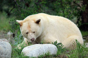 Majestic Polar Bear On Arctic Ice Wallpaper