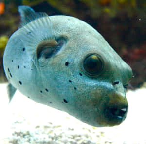 Majestic Pufferfish In Its Natural Ocean Habitat Wallpaper