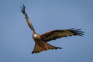 Majestic Red Kite Falcon Soaring In The Skies Wallpaper