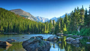 Majestic Rocky Mountains Amidst Pine Forest Wallpaper