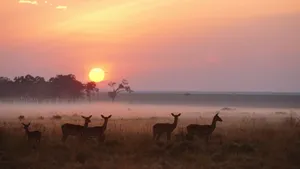 Majestic Savanna Park In Kenya Wallpaper