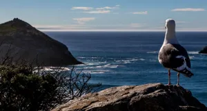 Majestic Seagull In Flight Wallpaper