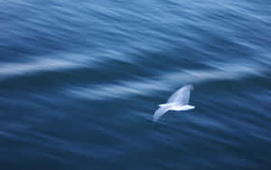 Majestic Seagull Soaring Over The Beach Wallpaper