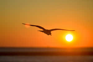 Majestic Seagull Soaring Over The Ocean Wallpaper