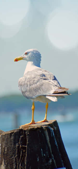 Majestic Seagull Soaring Over The Ocean Wallpaper