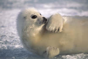 Majestic Seal Resting On Ice Floes Wallpaper