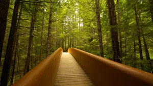 Majestic Serenity At Redwood National Park’s Lady Bird Trail Wallpaper