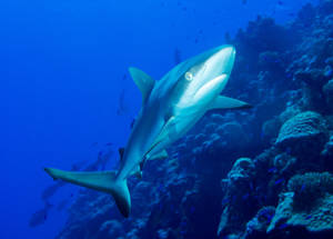 Majestic Shark Encounter In The Tranquil Waters Of The Marshall Islands Wallpaper