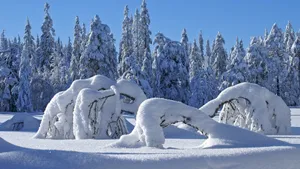 Majestic Snow-covered Forest In Full Hd Wallpaper