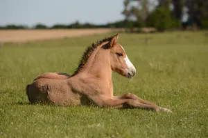 Majestic Stallion At Dawn Wallpaper