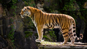 Majestic Stance Of A Standing Tiger Wallpaper