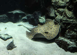 Majestic Stingray Swimming In Ocean Depths Wallpaper