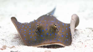 Majestic Stingray Swims In Crystal Clear Water Wallpaper