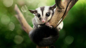 Majestic Sugar Glider Soaring Through The Rainforest Wallpaper