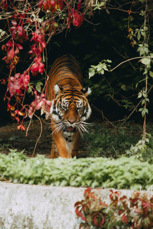 Majestic Sumatran Tiger In High Definition Wallpaper