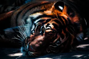 Majestic Tiger In The Wild Wallpaper