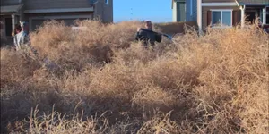 Majestic Tumbleweed In Desert Terrain Wallpaper