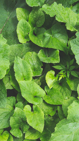 Majestic View Of Layered Hedge Garlic Mustard Plants In Full Bloom Wallpaper