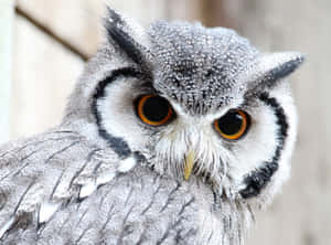 Majestic Western White Owl Perching Gracefully Wallpaper