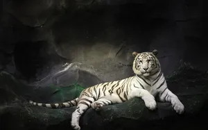 Majestic White 8k Tiger Uhd Wallpaper