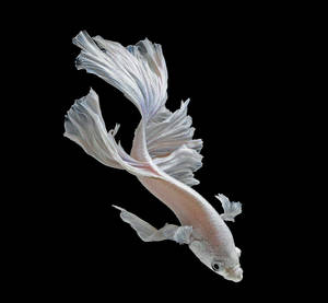 Majestic White Betta Fish Swirling In Crystal Clear Water Wallpaper