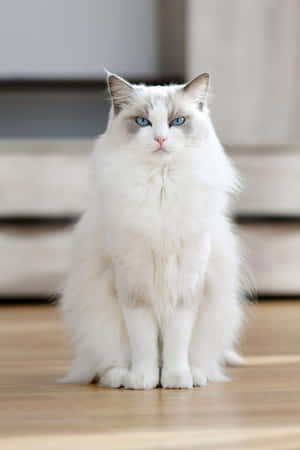 Majestic White Cat Blue Eyes Wallpaper