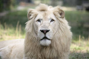 Majestic White Lion With A Thick Mane Wallpaper