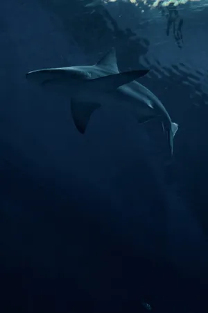 Make A Splash With Cool Shark! Wallpaper