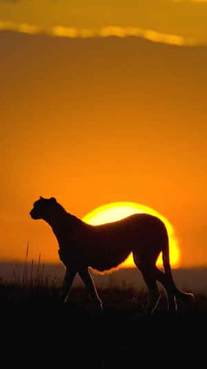 Make A Statement With An African-themed Iphone Wallpaper