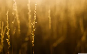 Make The Most Of Summer Until It's Gone Wallpaper