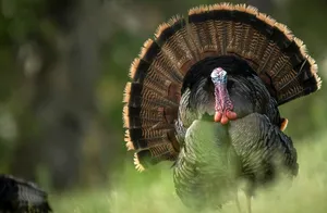 Make The Most Of Your Thanksgiving Weekend – Get Out And Go Turkey Hunting. Wallpaper