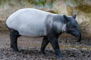 Malayan Tapir Standingin Mud Wallpaper