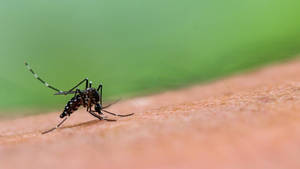 Male Asian Tiger Mosquito Wallpaper