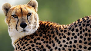 Male Asiatic Cheetah Wallpaper