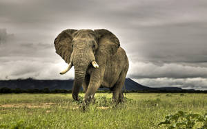 Male Bull Elephant Hd Wallpaper