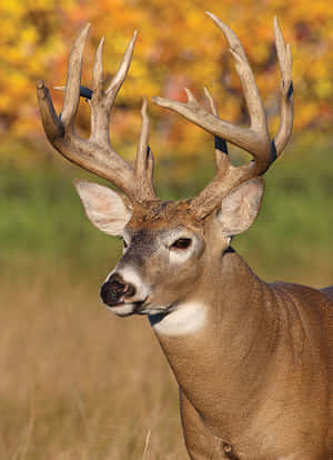 Male Whitetail Deer Standing Proudly In Forest Wallpaper