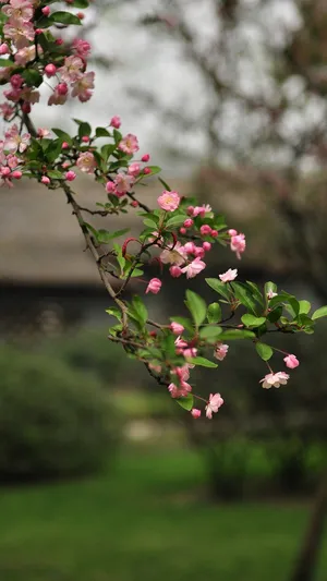 Malus Halliana Beautiful Phone Wallpaper