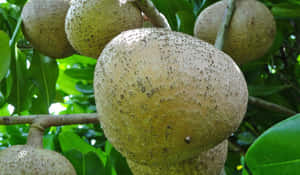 Mammee Apple Fruit On Tree Wallpaper