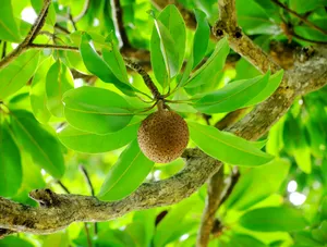 Mammee Appleon Tree Wallpaper