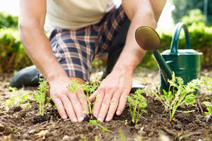 Man's Hand Gardening Focus Photography Wallpaper